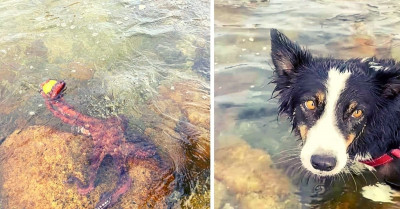 Sweet Dog Can Do Nothing But Watch As An Octopus Steals Her Most Cherished Tennis Ball