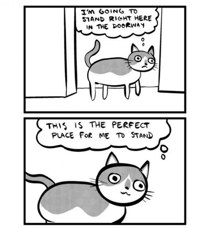 Absolutely Hysterical Examples Of How Cats Process Logic