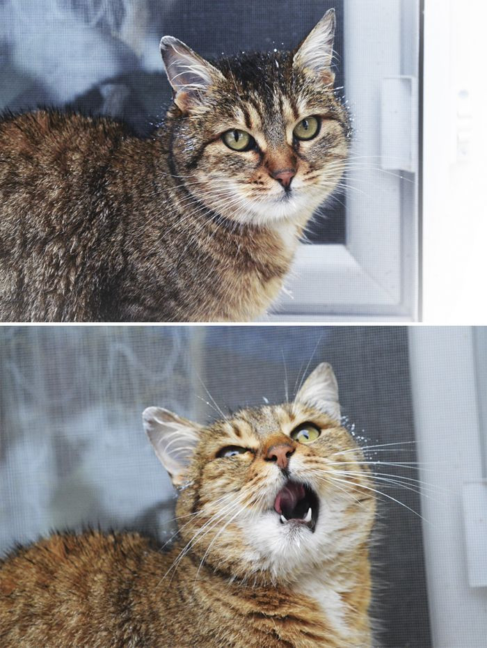 1. Cat.exe has stopped working