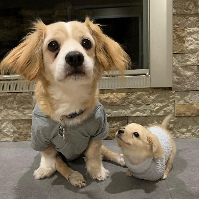 The wheelchair was perfect for what Gracie needed. It was inexpensive and easily adjustable to suit the rapidly growing pup.