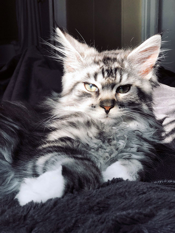 super-fluffy-maine-coon-kittens-are-so-small-it-s-hard-to-believe-they