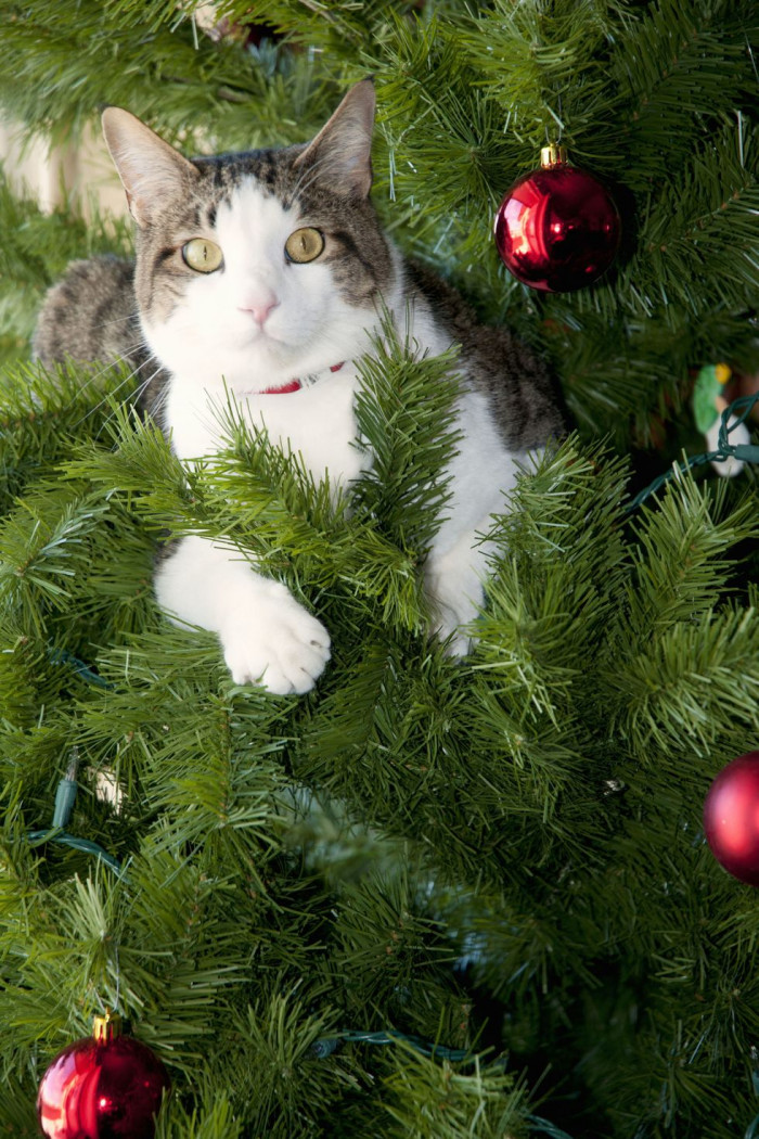 Christmas Trees: The Best Cat Toy EVER
