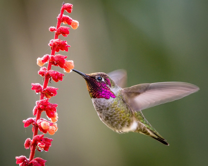 Thanks to their wonderful colors, they look like more flying jewelry than birds