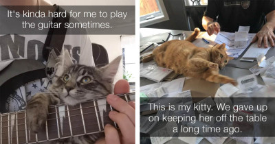 Much Needed Cat Posts That Will Brighten Your Day
