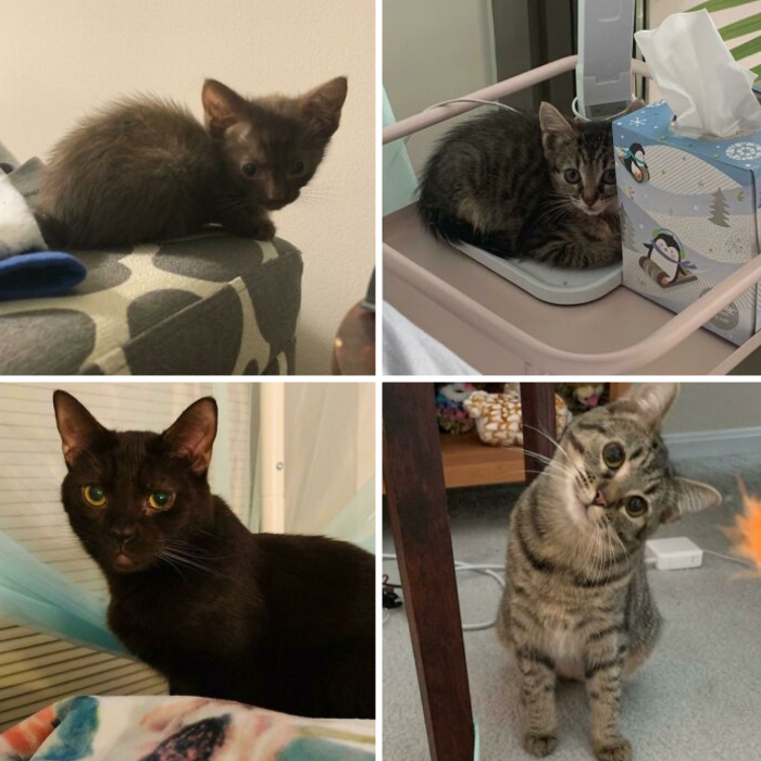 2. At four weeks old, these kittens were feral! But now they're deeply loved and adorably playful.