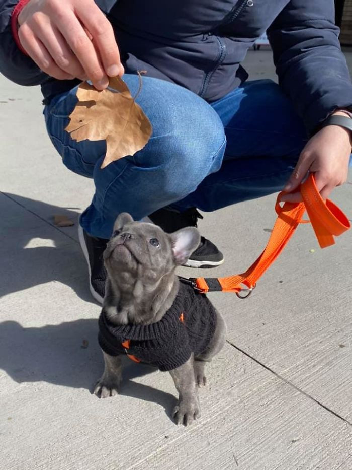 36. "Just met itty bitty Phoebe, who loves playing with leaves and doing sits like a good girl."
