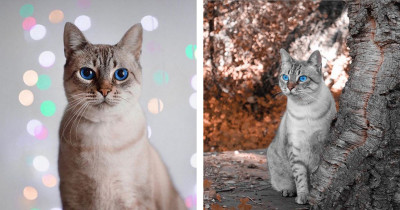 Check Out Coco The Leopard: An Adventure-Loving Snow Bengal Cat