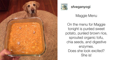 Veterinarian Lashes Out At Vegan Who Proudly Shared A Photo Of Her Dog "Excited" For His Vegan Dinner