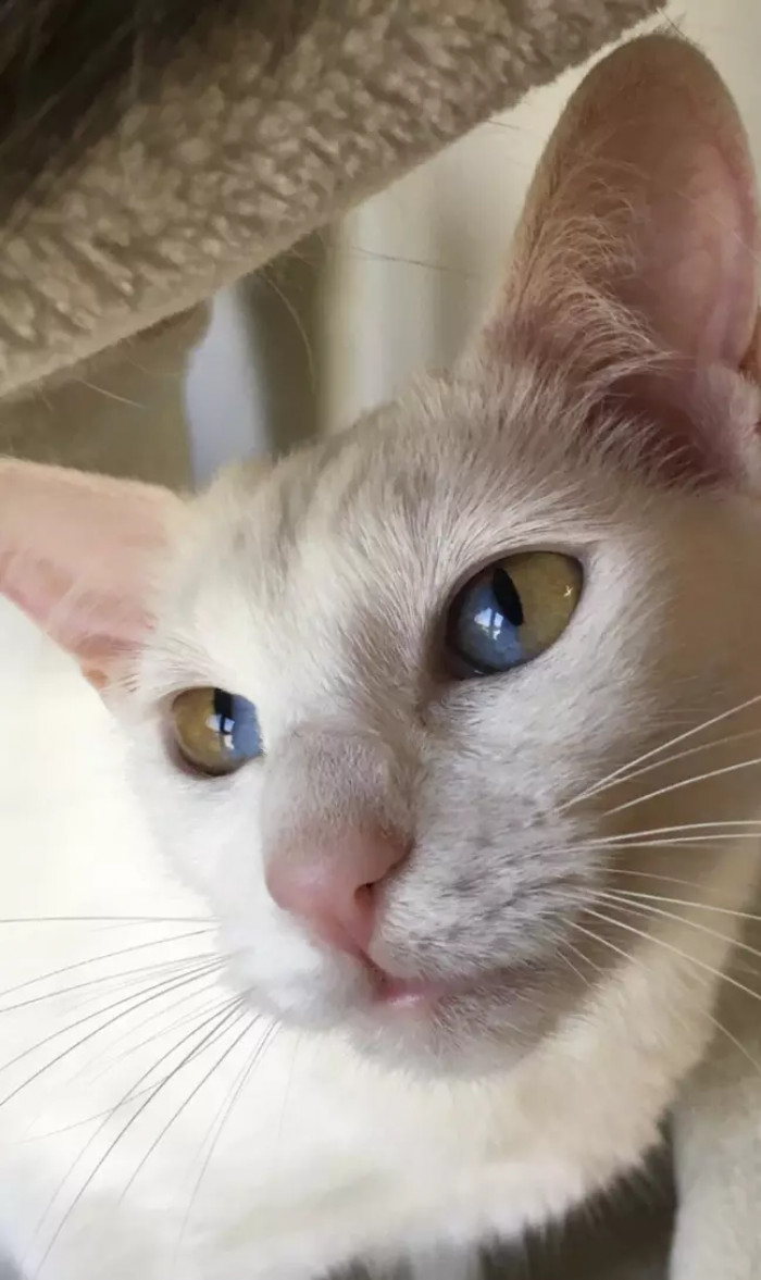 "I didn't know how her eyes would turn out," says Kim, Olive's human companion.