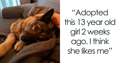 Photos Of Precious Senior Dogs Enjoying Their Well-Deserved "Retirement"