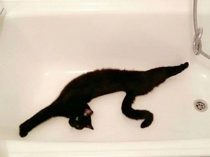 29. "Found A Weird Reptile In My Bathtub"