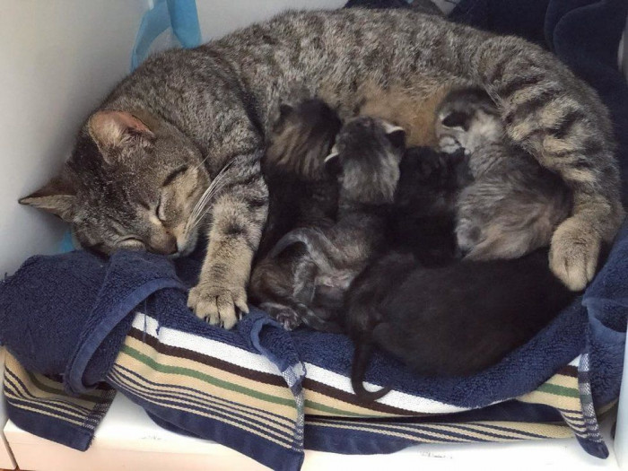 Cat nest area inside the house, soft bedding near the doorway