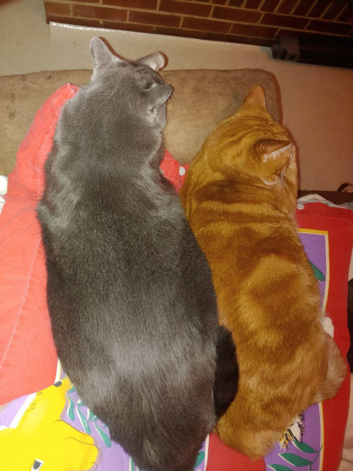 Now, Oscar is a huge ole boy.