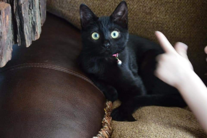 "This is Dharma when she was a wee little meow meow. She has the prettiest minty eyeballs!"