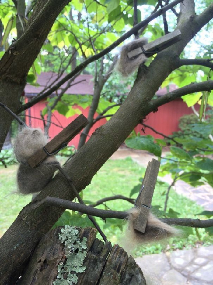 16. This woman pins cat fur to trees so that birds can add it to their nests. So sweet!