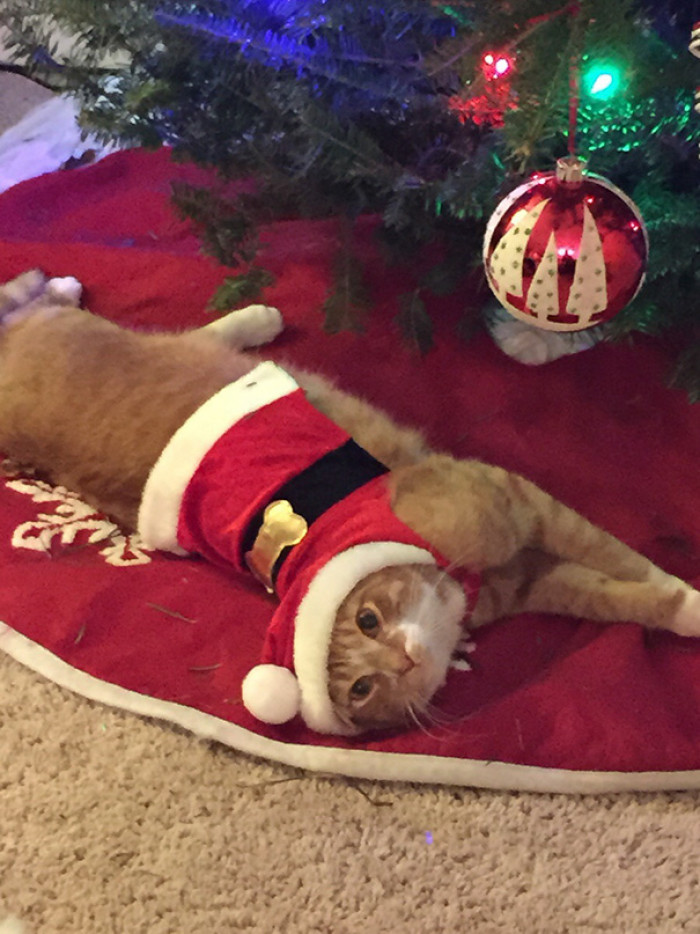 #5 Every Time He Tries To Climb The Tree, We Make Him Put On A Christmas Outfit For 15 Minutes