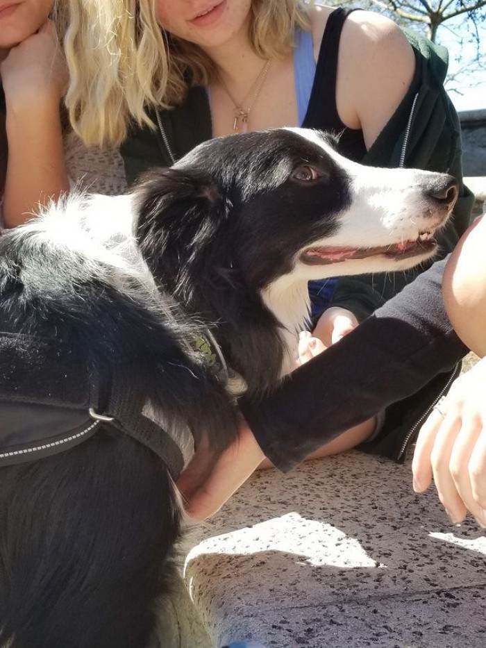 Students smiling softly while interacting with a therapy dog for healing