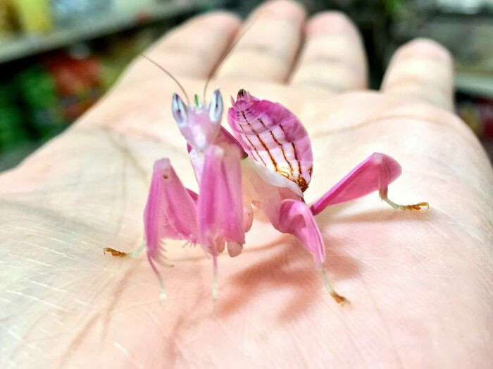 5. The Orchid Mantis Is An Amazing Creature