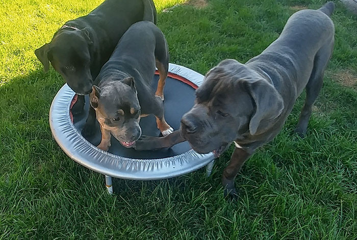 The big doggo and the small pup were destined to live together, it would seem. Jennifer explains: