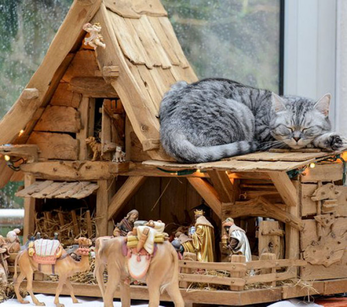 34. "Catnap"