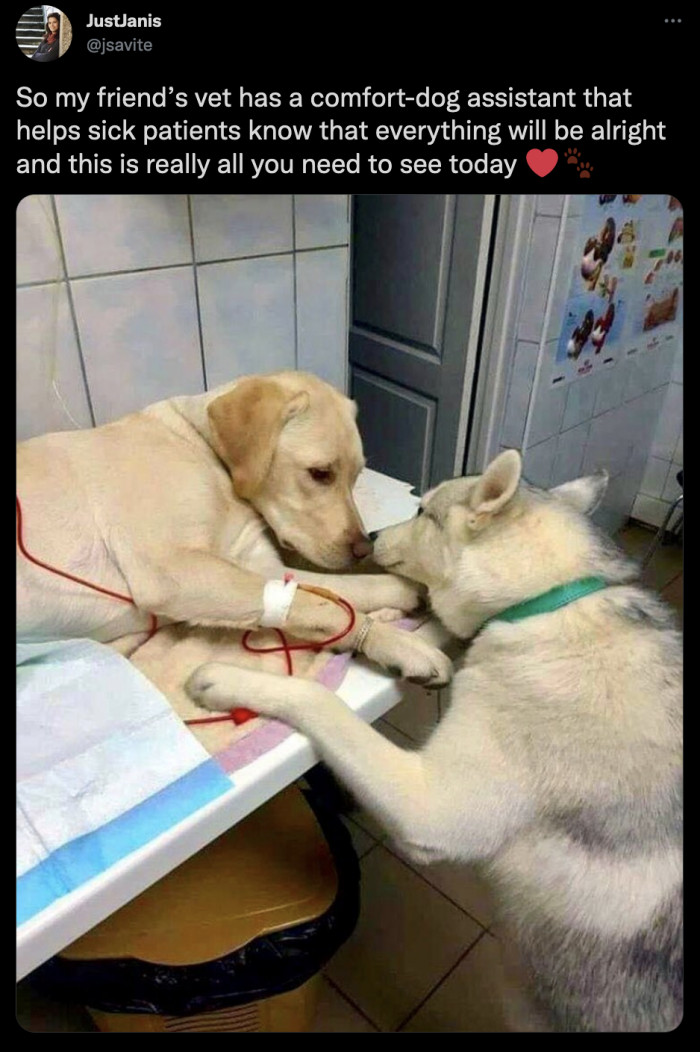 4. This comfort dog assistant who understood the assignment perfectly.
