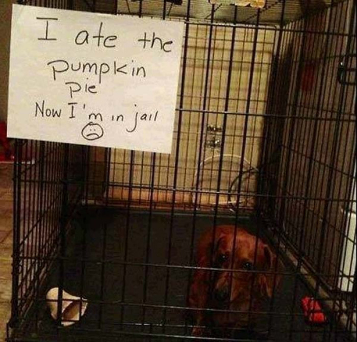 A dog in a diaper, surrounded by humorous shame comments online.