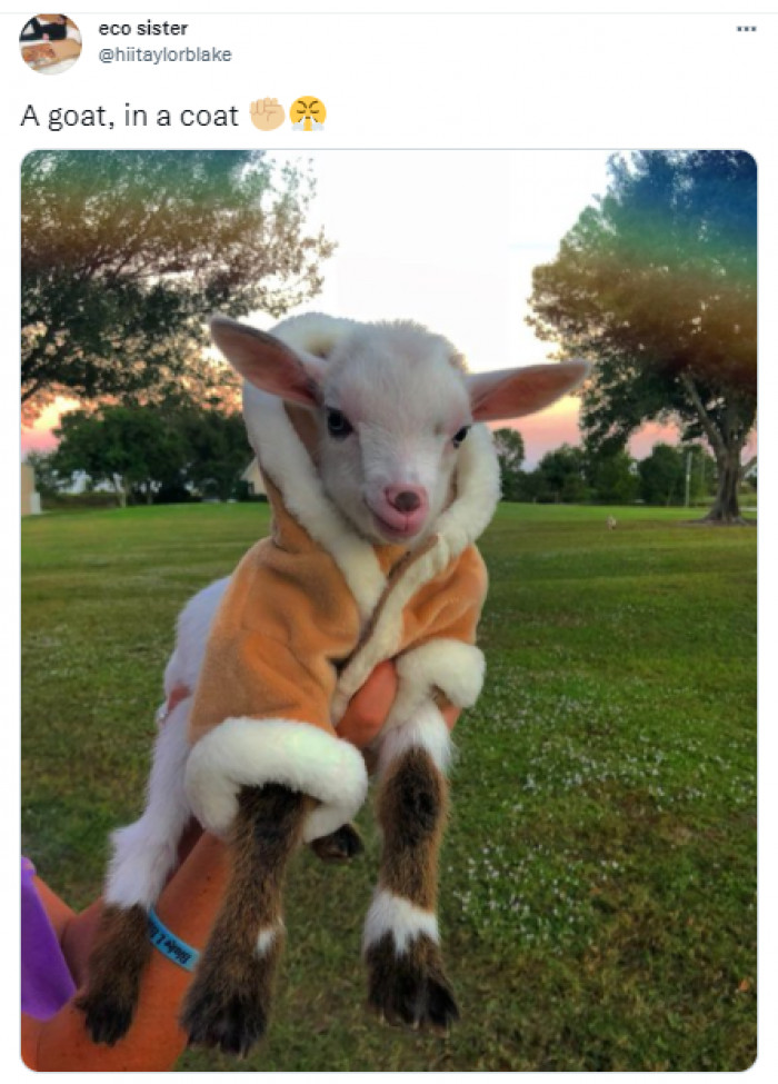 24. Adorable goat in a coat.