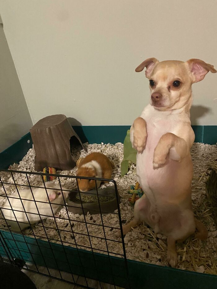 26. Who got a third guinea pig?