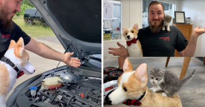 Kitten Under A Rental Car Hood Is Alive After A 60-Mile Trip