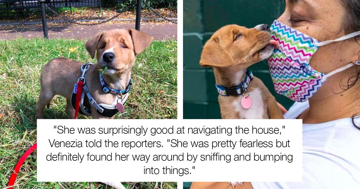 Stray Puppy With A Permanent Squint Is A True Little Hero