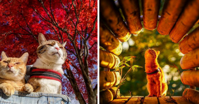 Two Rescued Cats Have Been Living an Extraordinary Lifestyle, Traveling with Their Beloved Human