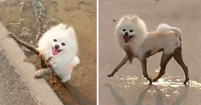 Dog Owners Share Before & After Photos of Super Cute, Freshly Washed Puppers That Got Covered in Mud