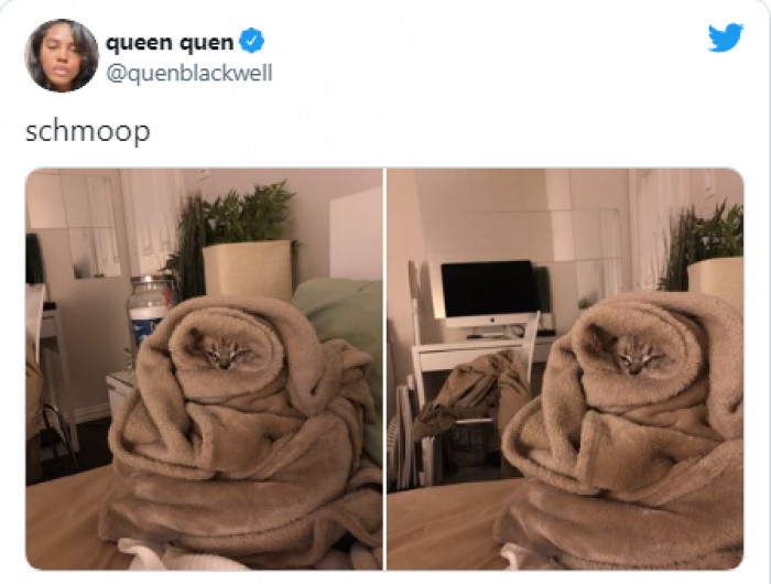 11. Meet the comfortable, cozy cat.