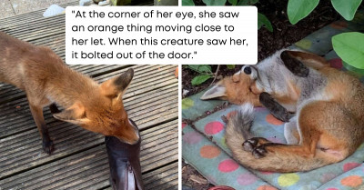 A Baby Fox From The Wild Finds A Woman's Yard And Decides To Hang Out In It Every Day