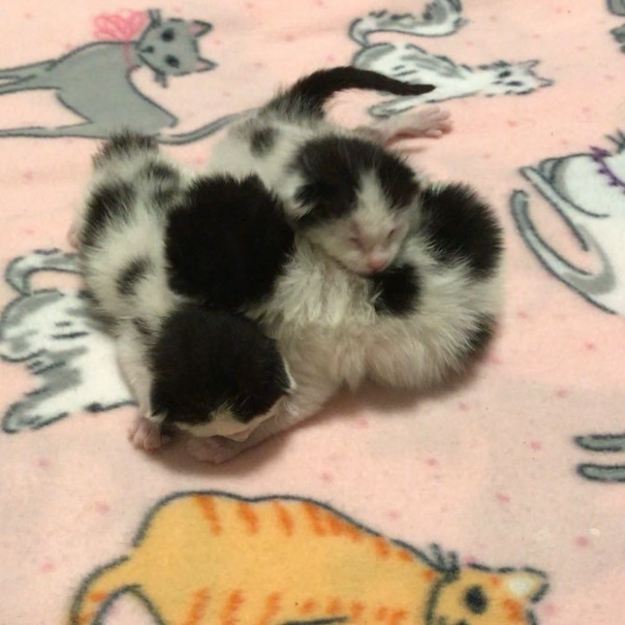Group of kittens huddled together, seeking warmth and safety in foster care