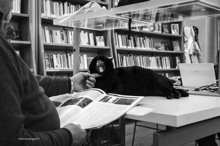 Cat sitting at a library desk, showcasing feline personality in quiet workspaces