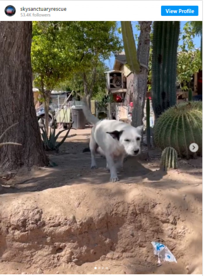 Meet Penelope’s mom, Petunia.