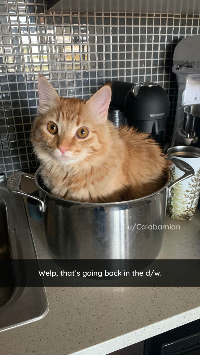 11. Who could resist a cute cat in a pot?