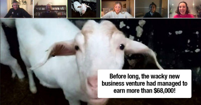 Farm Rents Out Their Goats for Zoom Conference Calls at $6.80 Per 5 Minutes