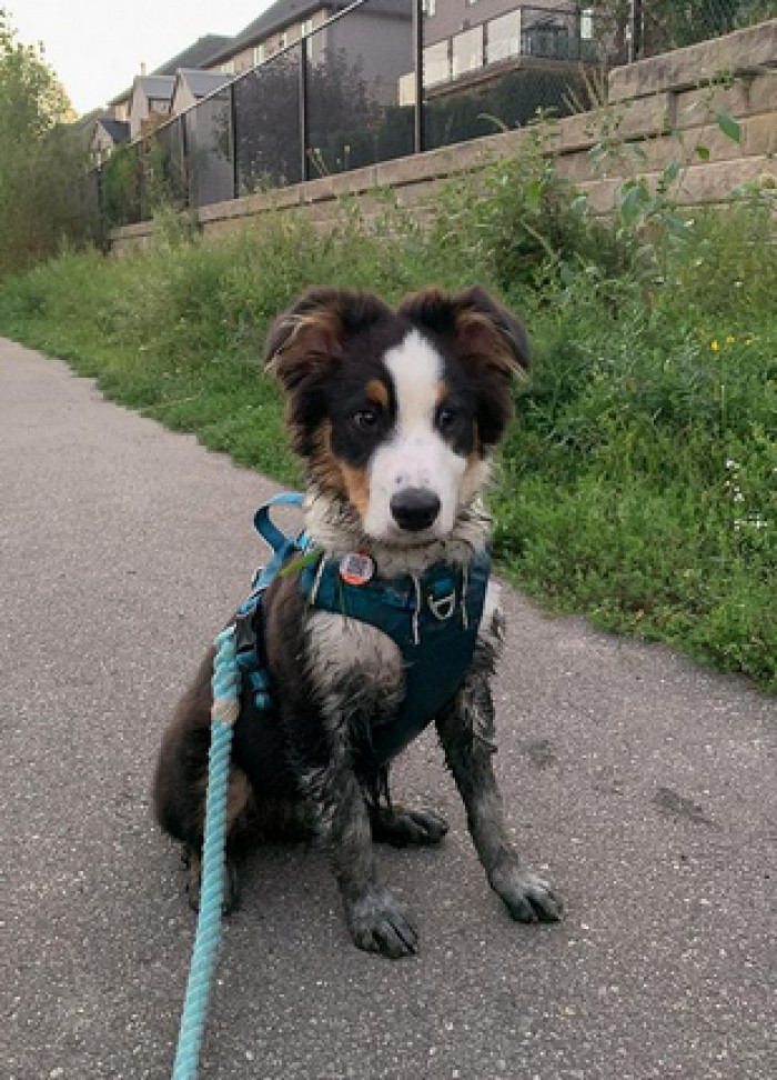 As tends to be the case with intelligent, hyperactive puppies, not everything has been totally smooth sailing.