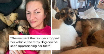 Abandoned On A Roadside, This Traumatized Puppy Gets A Second Chance When Saved By A Good Samaritan