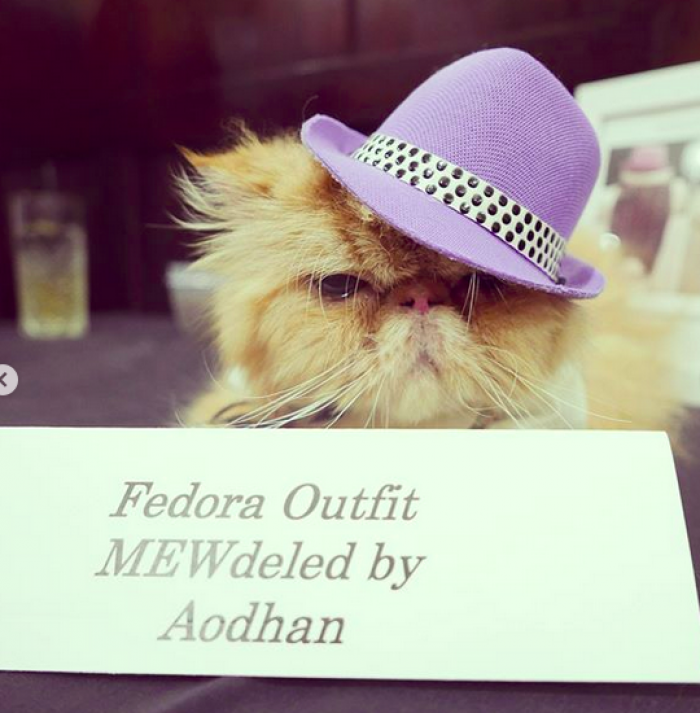 Classy Little Fella cat posing at the 1920s themed event, Purr-fect!