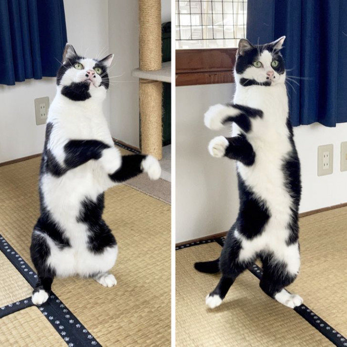 9. The most elegant dancer