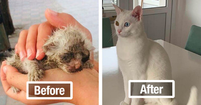 Cats Transform Before Our Eyes In Incredible Before And After Adoption Photos
