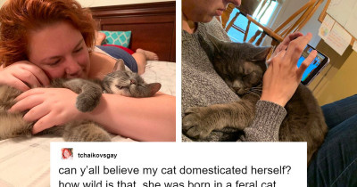 Feral Cat Decided For Herself She Wanted To Live With People And Moved Herself In