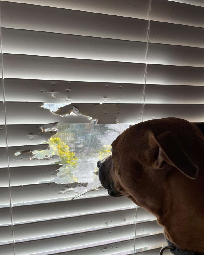 Dog standing by window, looking through damaged blinds hole.