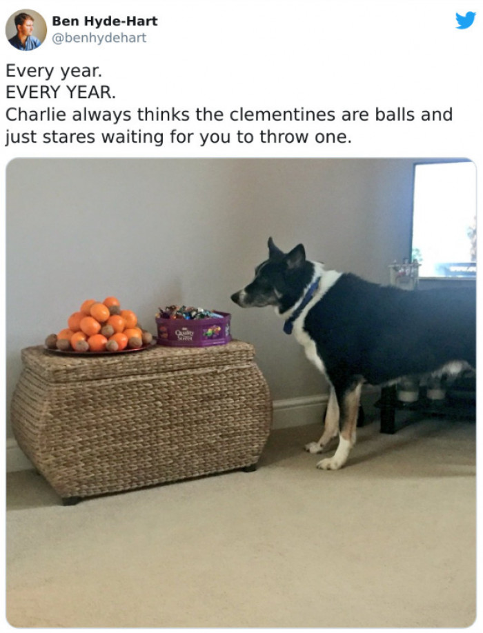12. Those aren't balls, doggo!