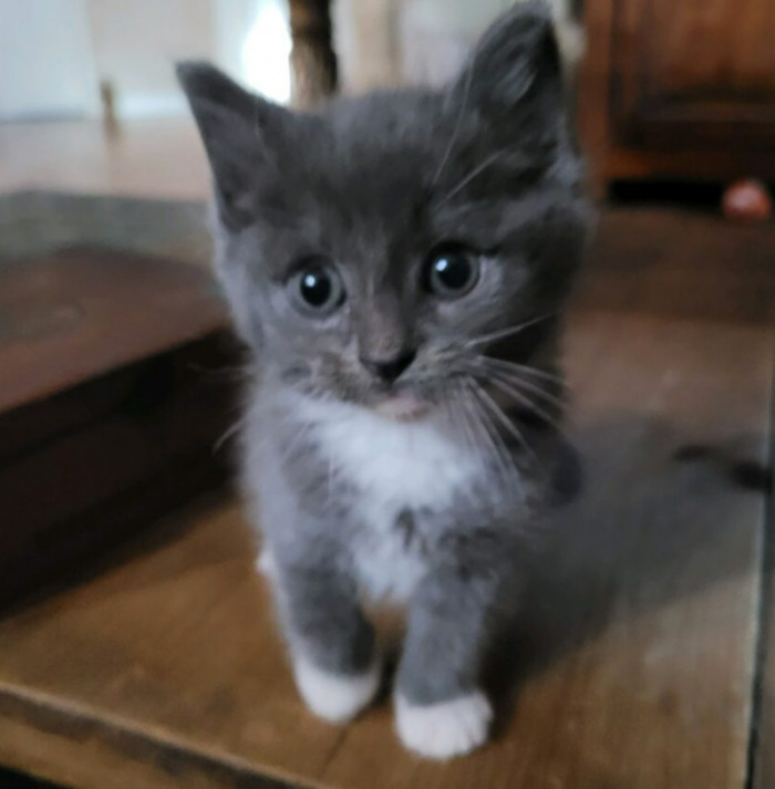 The grey and white kitten