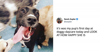 10+ Tweets Featuring Amazing Animals To See If You Are Having A Bad Day