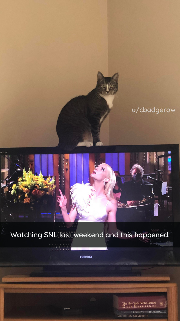 6. Purr-fect timing.